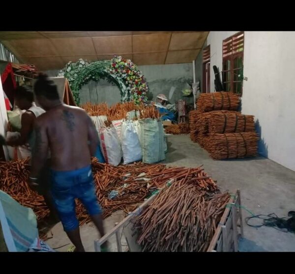 Kayu Manis Sumatera - Gambar 2